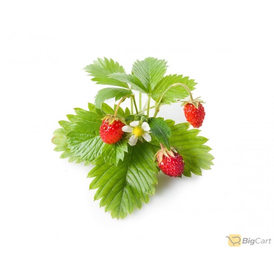 Click & Grow Seeds Wild Strawberry